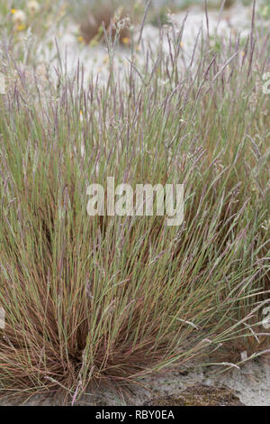 Silbergras, Silber-Gras, Gewöhnliches Silbergras, Corynephorus canescens, graue Haare, graues Haar - Gras Gras, Gras, Le Grau Clubawn corynéphore Argenté Stockfoto