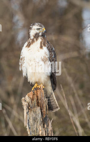 Mäusebussard, im, Schnee, Winter, Mäuse-Bussard, Bussard, Buteo buteo, Mäusebussard, Bussard, Schnee, La Buse Variable Stockfoto