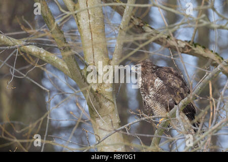 Mäusebussard, Mäuse-Bussard, Bussard, Buteo buteo, Mäusebussard, Bussard, La Buse Variable Stockfoto