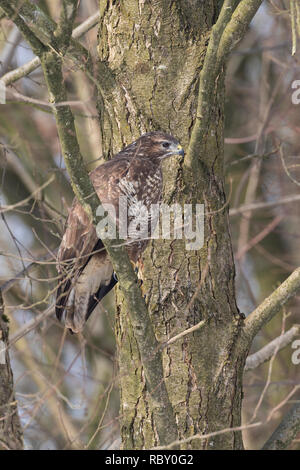 Mäusebussard, Mäuse-Bussard, Bussard, Buteo buteo, Mäusebussard, Bussard, La Buse Variable Stockfoto