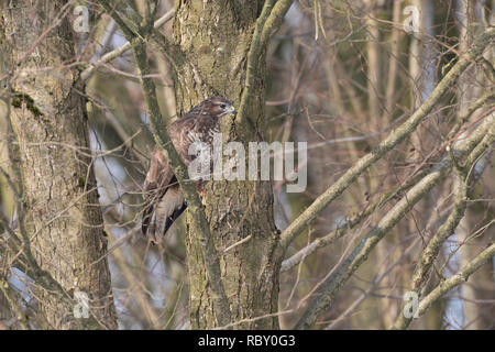 Mäusebussard, Mäuse-Bussard, Bussard, Buteo buteo, Mäusebussard, Bussard, La Buse Variable Stockfoto