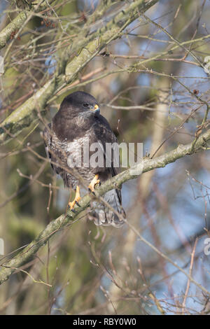 Mäusebussard, Mäuse-Bussard, Bussard, Buteo buteo, Mäusebussard, Bussard, La Buse Variable Stockfoto