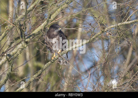 Mäusebussard, Mäuse-Bussard, Bussard, Buteo buteo, Mäusebussard, Bussard, La Buse Variable Stockfoto