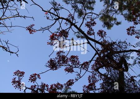 Vordach von Royal Poinciana Baum (delonix Regia), Gold Coast, Australien Stockfoto