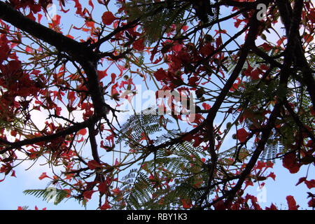 Vordach von Royal Poinciana Baum (delonix Regia), Gold Coast, Australien Stockfoto