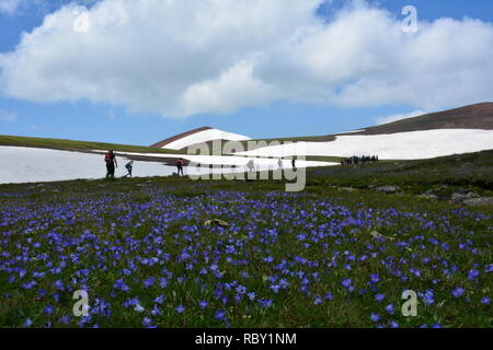 Feld mit Blumen im Tal. Tolles Hotel in der Schönheit der Welt. Stockfoto