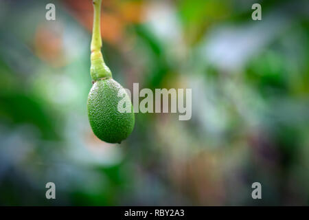Avocado Obst auf einem Baum auf der Insel Oahu, Hawaii Stockfoto