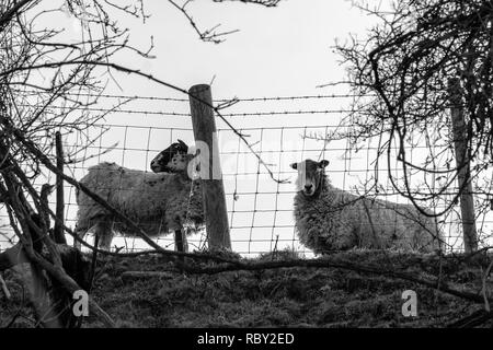 Schwanger Schaf auf den South Downs Stockfoto