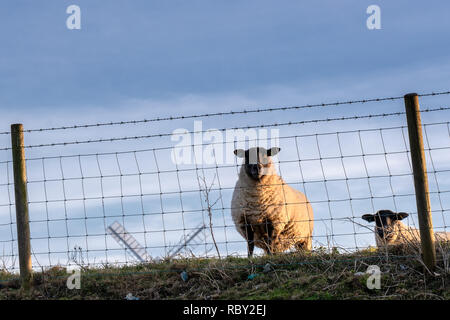 Schwanger Schaf auf den South Downs Stockfoto