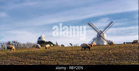 Schwanger Schaf auf den South Downs Stockfoto