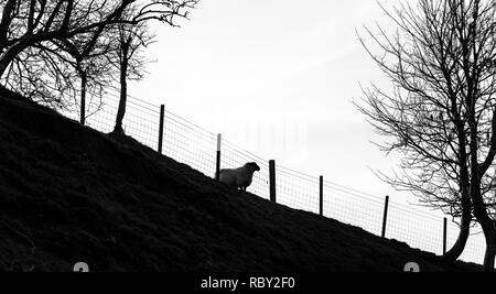 Schwanger Schaf auf den South Downs Stockfoto