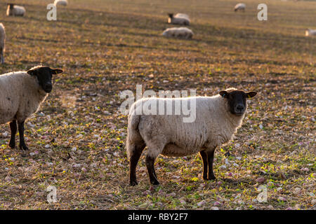 Schwanger Schaf auf den South Downs Stockfoto