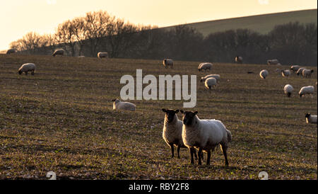 Schwanger Schaf auf den South Downs Stockfoto