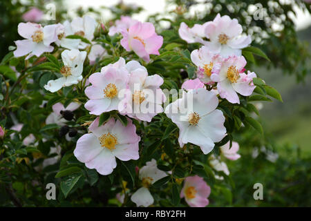 Schönen blühenden Wild Rose Bush, Dog Rose, Rosa Canina. Gemeinsame Briar Stockfoto