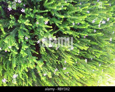 Acmadenia mundiana-de Hoop Buchu - seltene Kalkstein Küsten Fynbos plant - Südafrika 5. Stockfoto