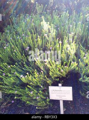 Acmadenia mundiana-de Hoop Buchu - seltene Kalkstein Küsten Fynbos plant - Südafrika 6. Stockfoto