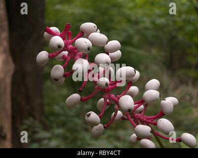 KONICA MINOLTA DIGITALKAMERA Actaea pachypoda, 2015-08-25, Vogelpark, 01. Stockfoto