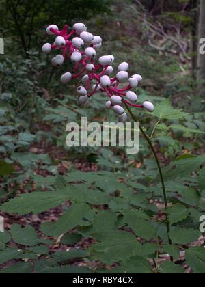 KONICA MINOLTA DIGITALKAMERA Actaea pachypoda, 2015-08-25, Vogelpark, 03. Stockfoto