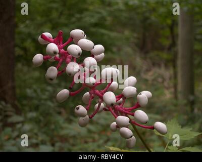 KONICA MINOLTA DIGITALKAMERA Actaea pachypoda, 2015-08-25, Vogelpark, 04. Stockfoto