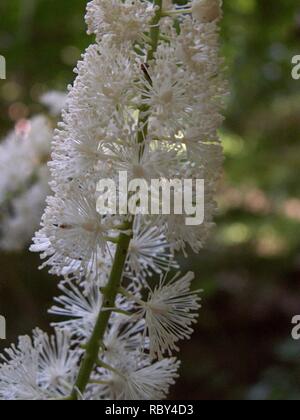 KONICA MINOLTA DIGITALKAMERA Actaea racemosa, 2015-7-05, Berg Libanon, 02. Stockfoto