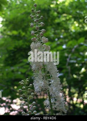 KONICA MINOLTA DIGITALKAMERA Actaea racemosa, 2015-7-05, Berg Libanon, 03. Stockfoto