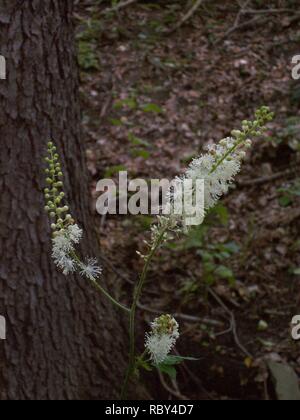 KONICA MINOLTA DIGITALKAMERA Actaea racemosa, 2015-7-05, Berg Libanon, 05. Stockfoto