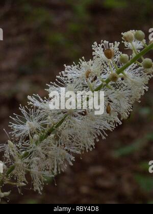 KONICA MINOLTA DIGITALKAMERA Actaea racemosa, 2015-7-05, Berg Libanon, 06. Stockfoto