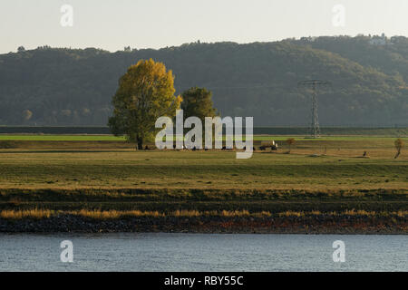 Ansicht im Abendlicht über der Elbe zu herbstlichen Bäume, Rinder Herde auf dem Elbauen, leichten Dunst in den Hintergrund, die Hochspannungsleitung-Lo Stockfoto