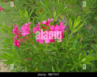 Adelfa (Nerium oleander L.). Stockfoto