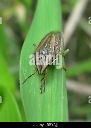 Aelia acuminata (Pentatomidae sp.), Gennep, Niederlande. Stockfoto