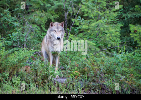 Tundra Wolf Posing auf einem Stein am Rande des Waldes Stockfoto