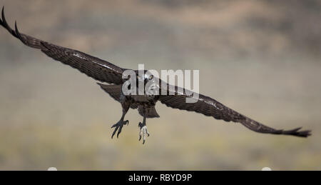 Ein Red-tailed Hawk fällt seine 'Räder' für eine Landung Stockfoto