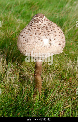 Sonnenschirm Pilzzucht auf die Malvern Hills, Worcestershire, Stockfoto