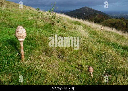 Sonnenschirm Pilzzucht auf die Malvern Hills, Worcestershire, Stockfoto