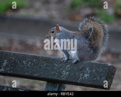 Graue Eichhörnchen ruht auf einer Parkbank aus Holz Stockfoto