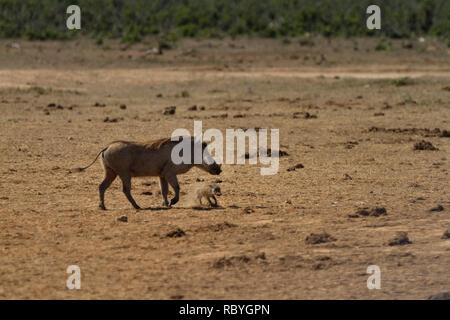 Warzenschwein (Phacochoerus africanus) Mutter und Baby, Addo Elephant National Park, Südafrika Stockfoto