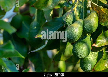 Saisonale Ernte von grünem orgaic Avocado, tropischem Grün Avocados die RIP-Verarbeitung auf großen Baum in der Nähe, Stockfoto