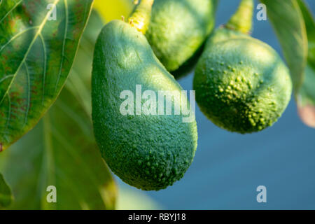 Saisonale Ernte von grünem orgaic Avocado, tropischem Grün Avocados die RIP-Verarbeitung auf großen Baum in der Nähe, Stockfoto
