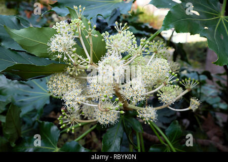 Fatsia Japonica Strauch oder japanische Papier Pflanze mit weißen Blüten blühen im Dezember in London England UK KATHY DEWITT Stockfoto