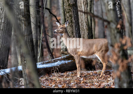 Weibliche Weißwedelhirsche (Odocoileus virginianus) stehen in den Wäldern im Winter. Stockfoto