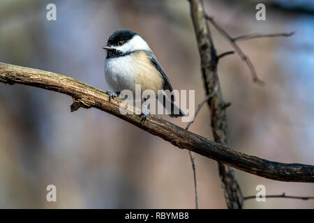 Black-capped chickadee (Poecile atricapillus) thront auf einem Ast im Winter. Stockfoto