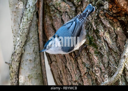 White-breasted Kleiber (Sitta carolinensis) am Stamm eines Baumes im Winter. Stockfoto