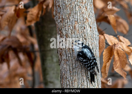 Weibliche Downy Woodpecker (Dryobates pubescens) auf einen Baum im Winter thront. Stockfoto