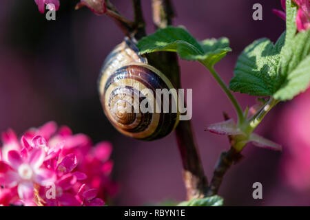 Makroaufnahme eines Gartens Schnecke (Cepaea hortensis) sitzen auf dem Zweig eines rosa Blüte Johannisbeere (Ribes Sanguineum). Stockfoto