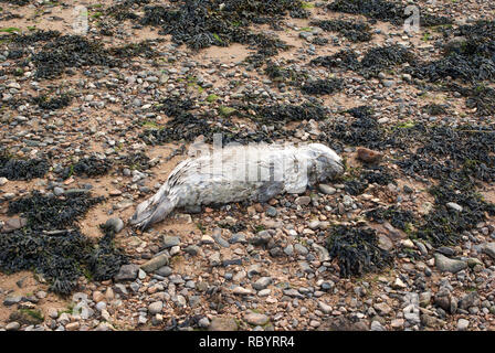 Dead Grey Seal Welpen gewaschen an einem Strand in Norfolk, Großbritannien Stockfoto