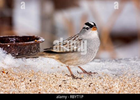 Weiße gekrönte Spatz steht im Schnee mit Saatgut Stockfoto