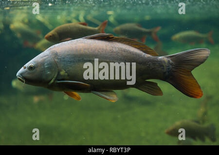 Spiegelkarpfen (Cyprinus Carpio Carpio). Stockfoto