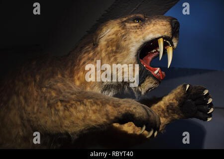 Säbelzahntiger (Smilodon populator) als lebensgroße Modell angezeigt. Stockfoto