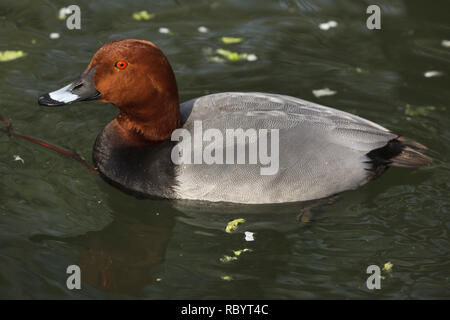 Gemeinsame (pochard Aythya ferina). Wild lebende Tier. Stockfoto