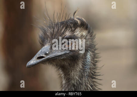 Emu (Dromaius novaehollandiae). Wild lebende Tier. Stockfoto